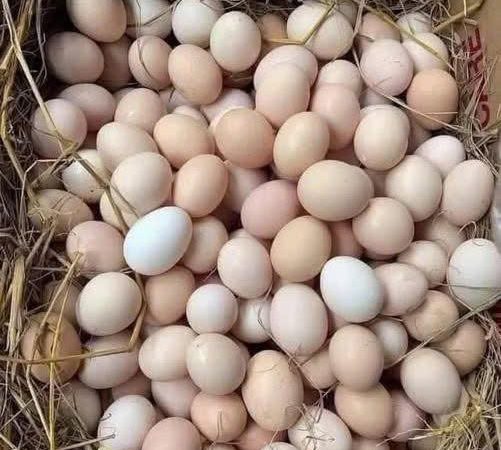Ngừng ăn ngay 4 loại trứng này vì nguy cơ gây hại nội tạng, sức khỏe